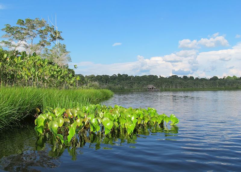Lake Pilchicocha at Sacha Lodge