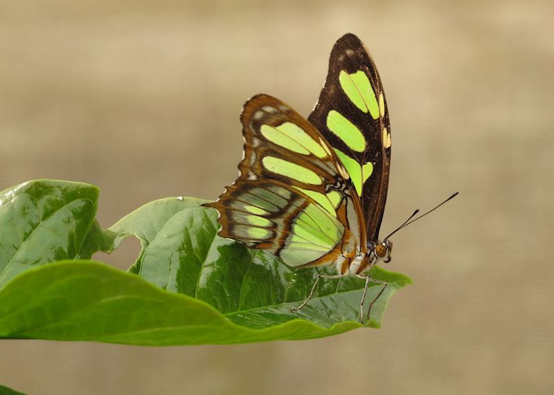Butterfly house at Sacha Lodge