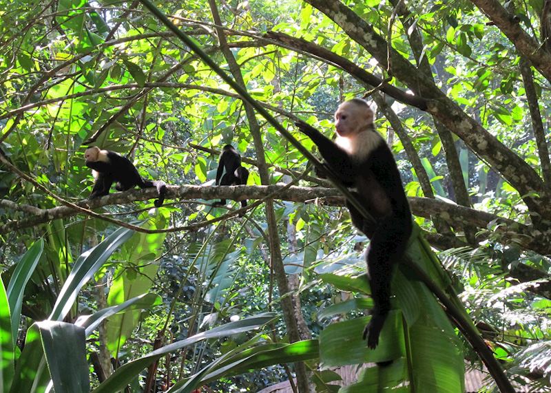 Tortuguero National Park, Costa Rica
