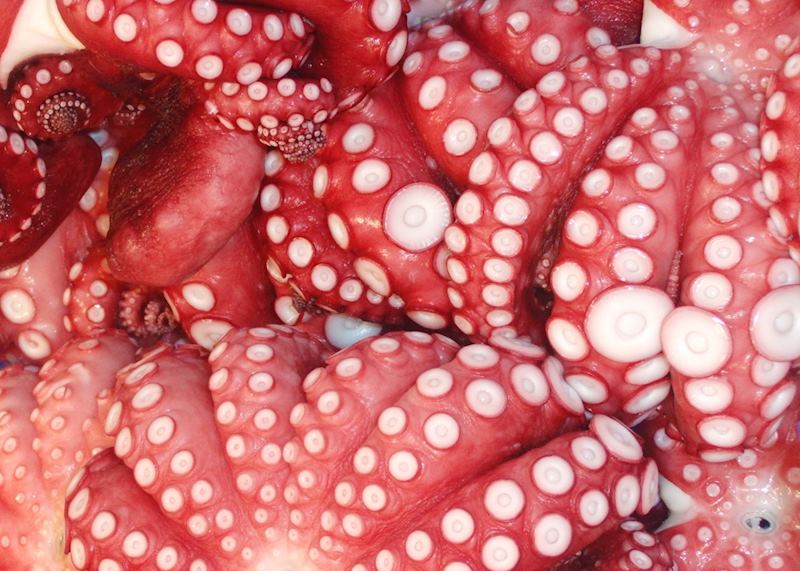 Octopus for sale at Tsukiji Market, Tokyo