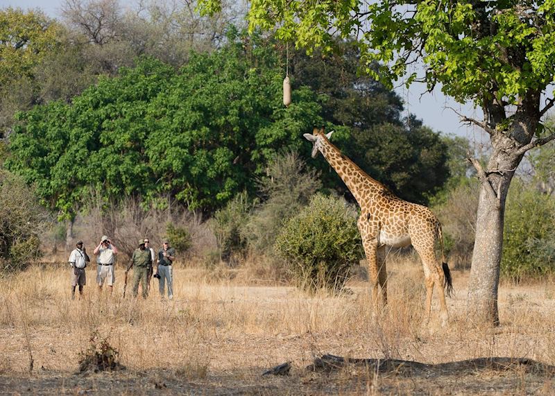 Walking safari in the South Luangwa National Park