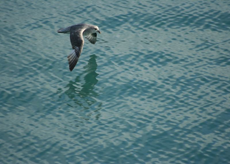 A Fulmar Following the Ship