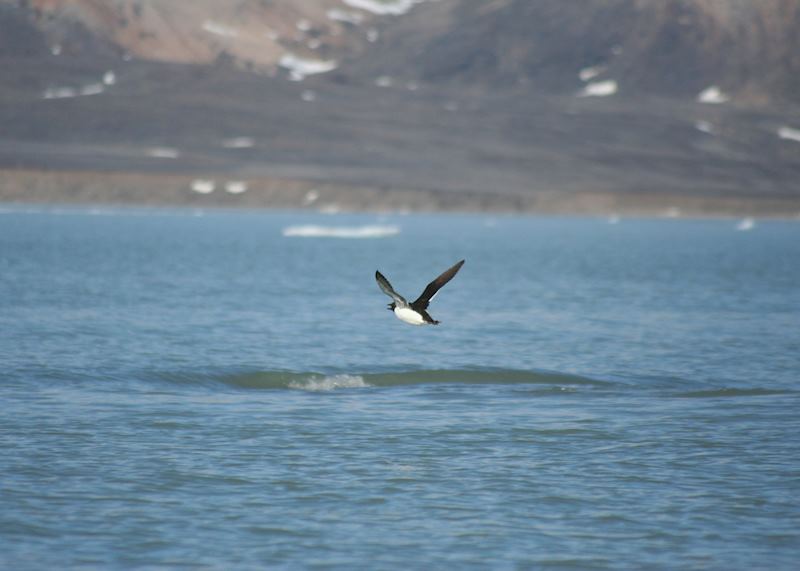 Guillemot in Flight