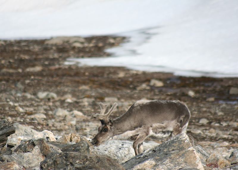 Arctic Reindeer