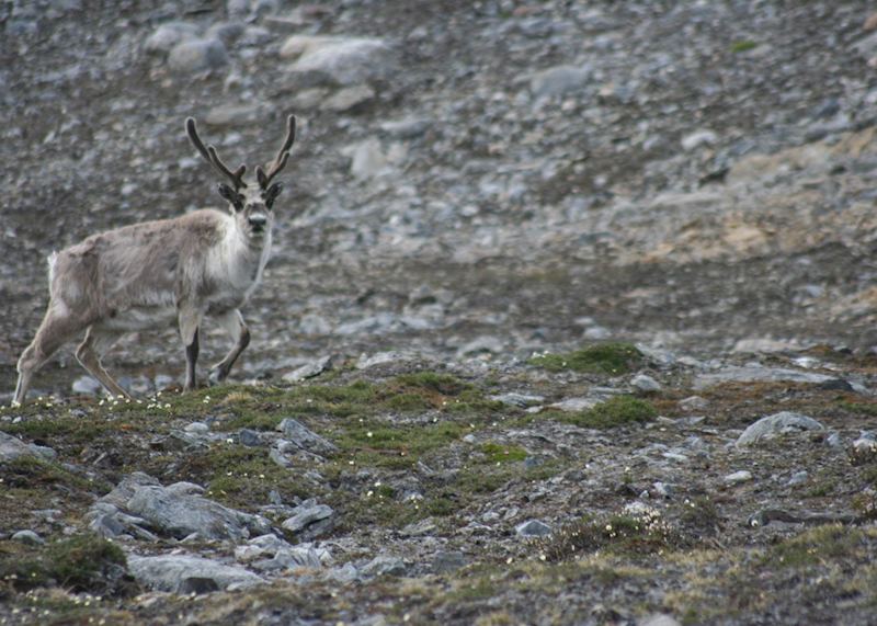 Arctic Reindeer