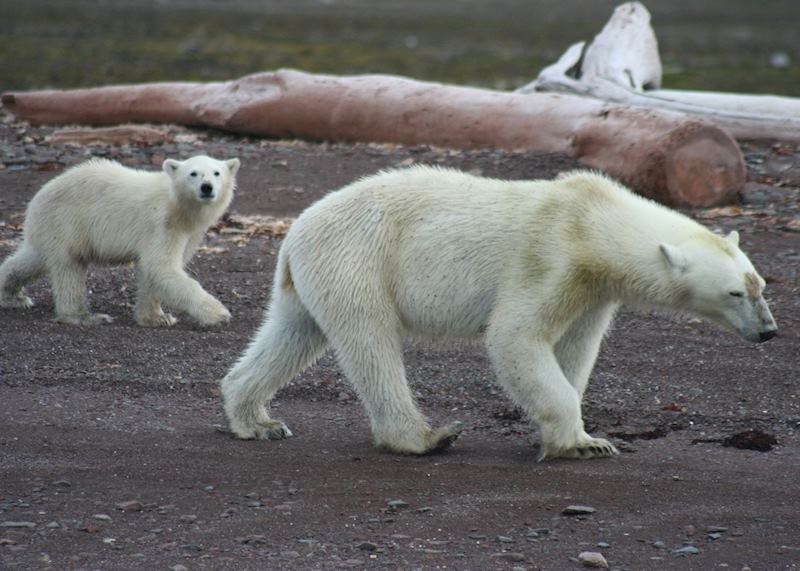 Polar Bear and Cub