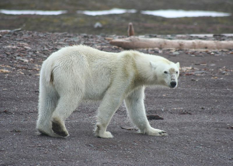 Female Polar Bear