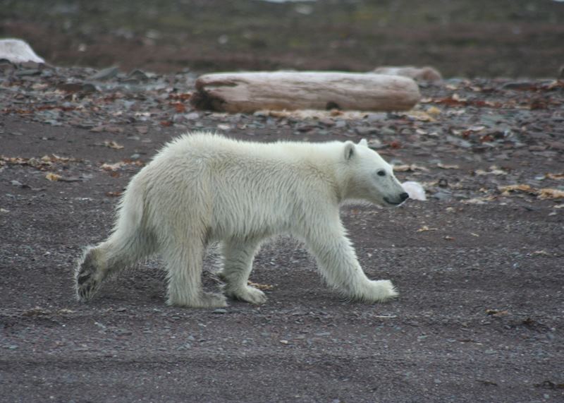 Arctic Polar Bear Cub