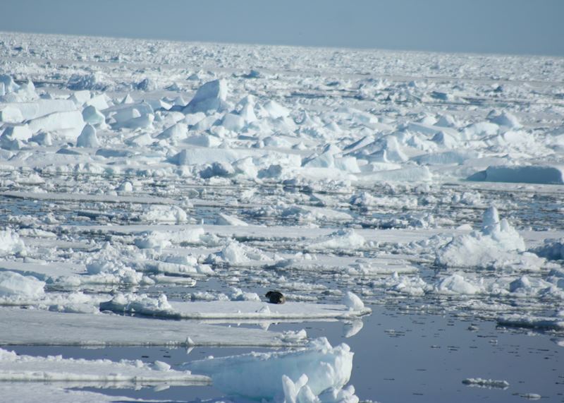 Arctic Sea Ice