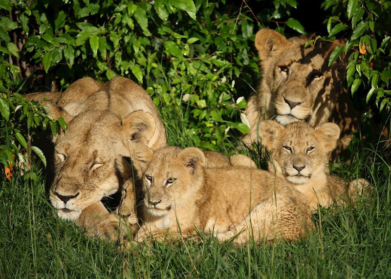 Pride of Lion, Masai Mara, Kenya
