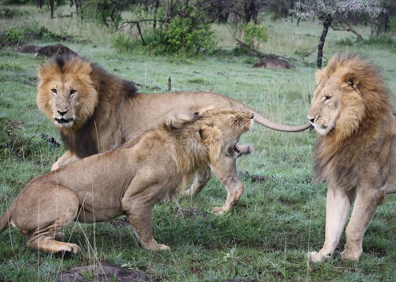Lion, Masai Mara, Kenya