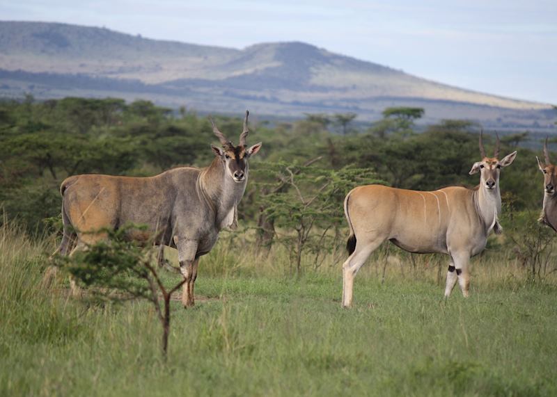 Eland, Masai Mara, Kenya