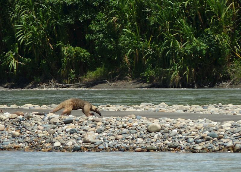 Tamandua, Peruvian Amazon