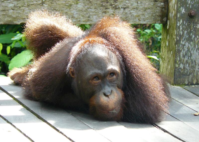 Feeding time at Sepilok Orangutan Rehabilitation Centre