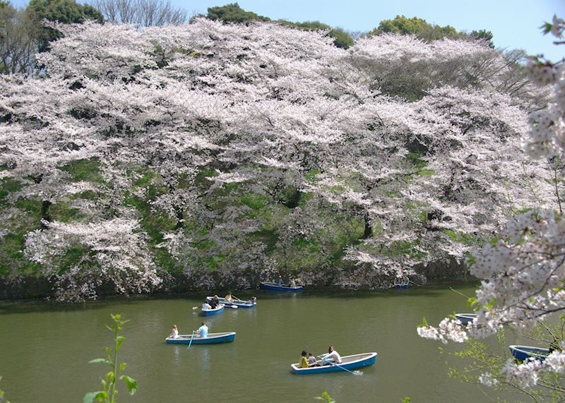 Cherry blossom in Tokyo