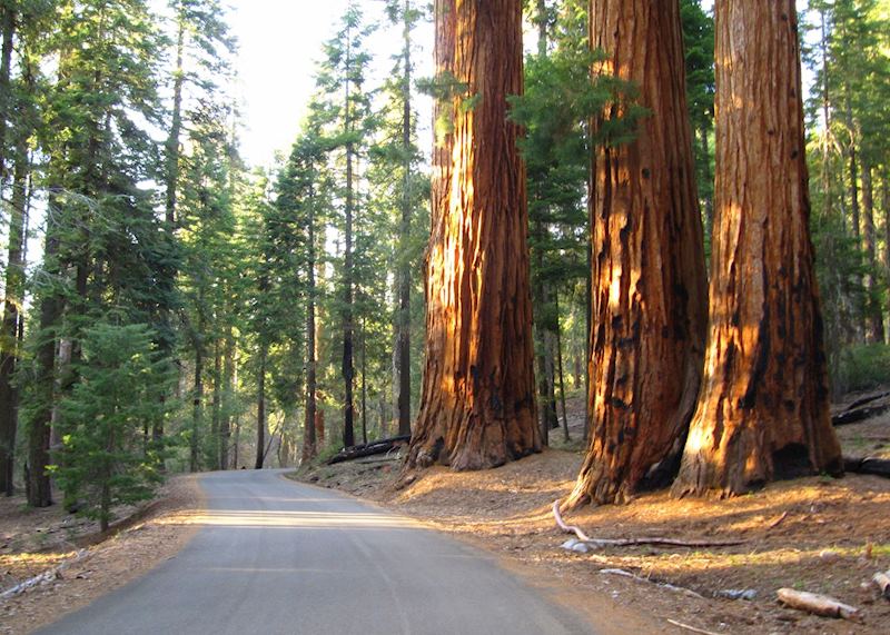Giant Forest, Sequoia National Park