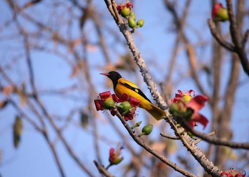 Black Hooded Oriole