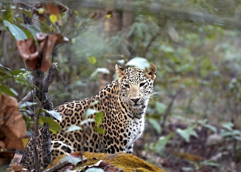 Leopard