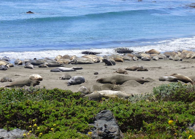 Seals at Piedras Blancas, South California