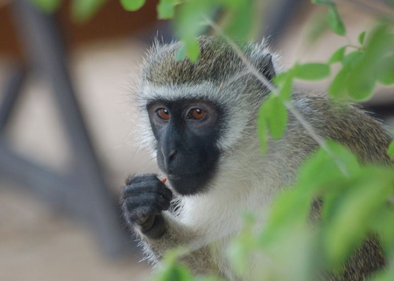 Vervet monkey, Diani Beach, Kenya