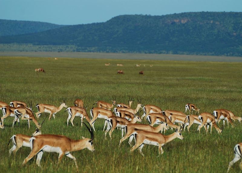 Grant's gazelles, Ngorongoro Crater, Tanzania