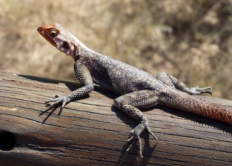 Namibian rock agama lizard, Erongo Mountains