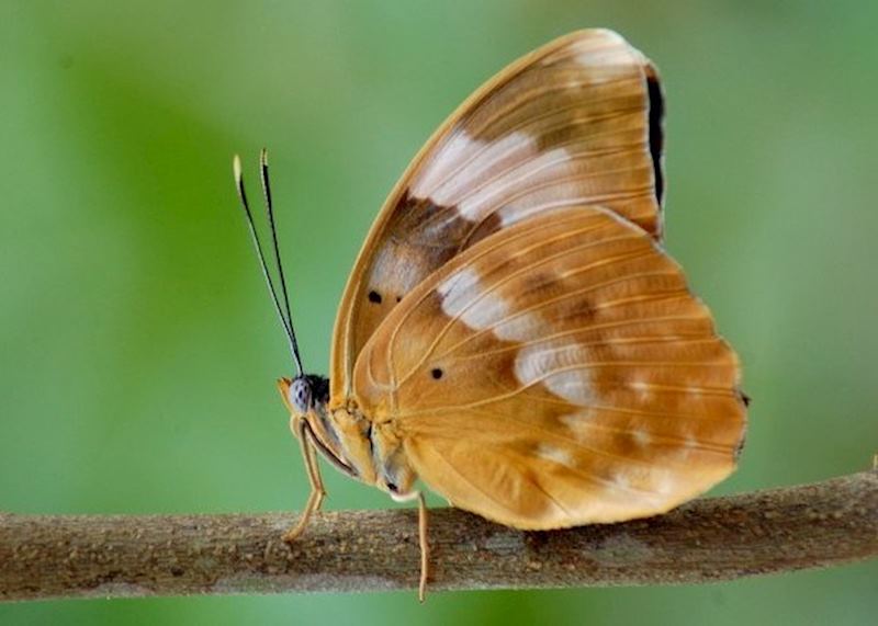 Zanzibar Butterfly Centre, Zanzibar Island