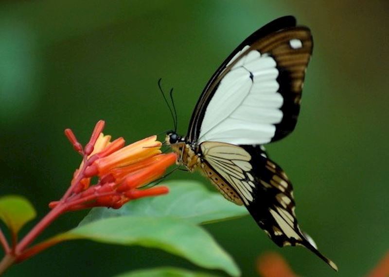 Zanzibar Butterfly Centre, Zanzibar Island