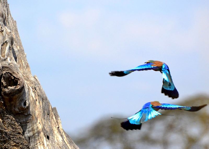 lilac-breasted rollers dancing, Serengeti