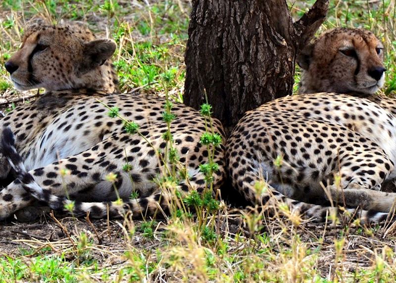 Two male cheetah, Serengeti