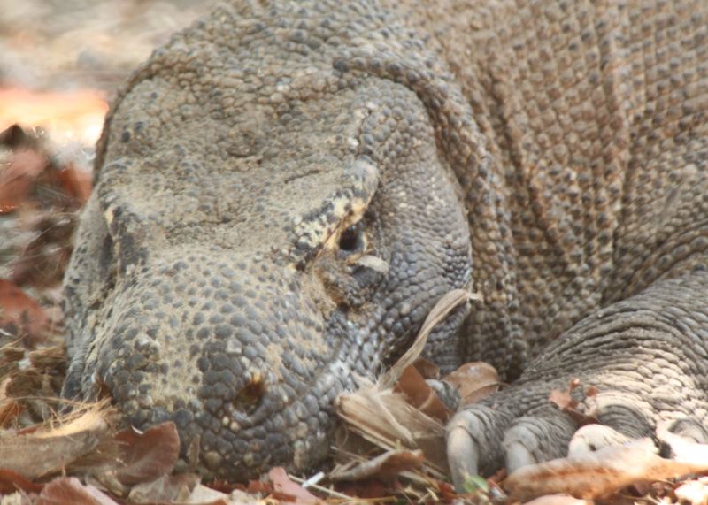 Komodo dragon, Indonesia