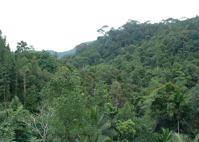 View from Martins Lodge, Sinharaja