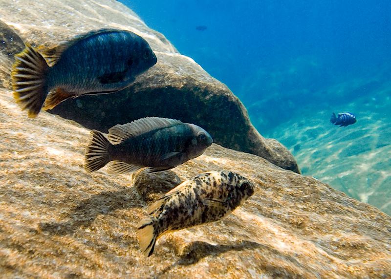 Snorkelling at Cape Maclear, Malawi