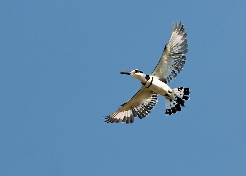 Pied kingfisher at Cape Maclear, Malawi