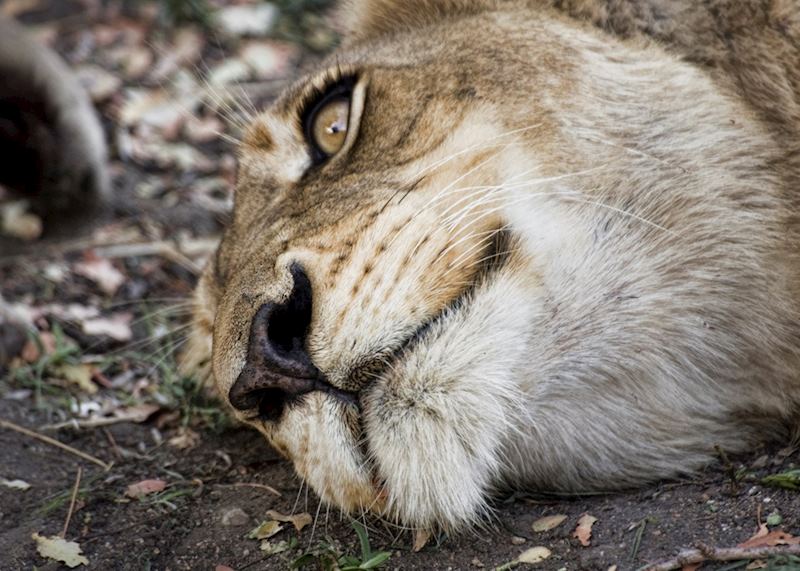 A female lion relaxes after a large meal