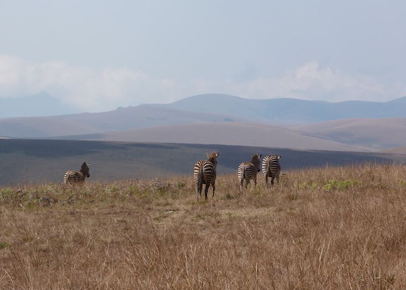 Nyika Plateau, Malawi