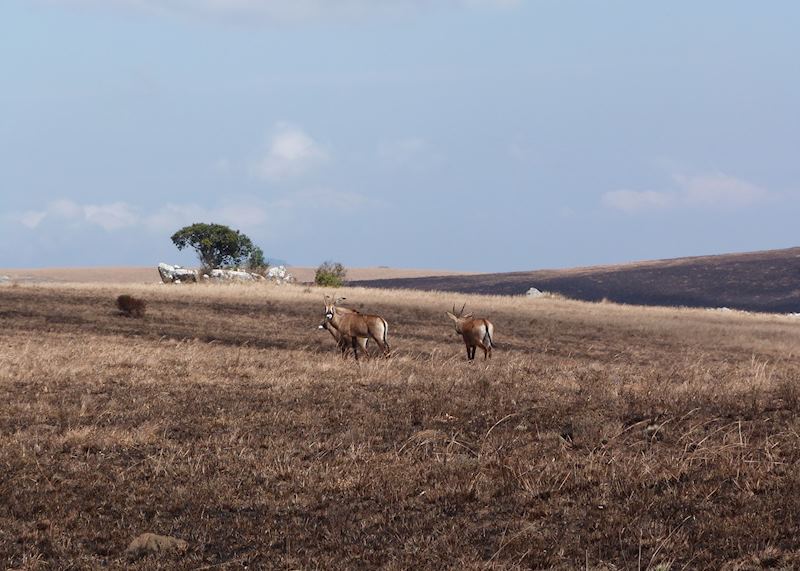 Nyika Plateau, Malawi