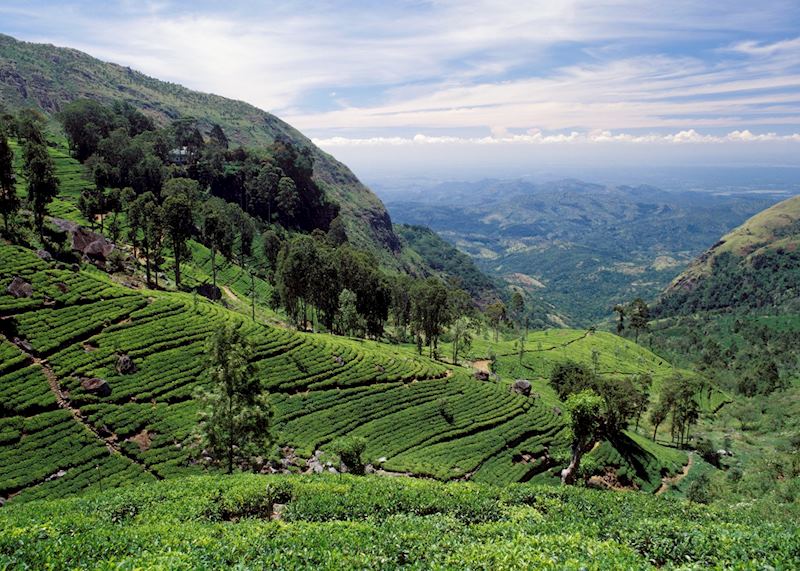 The Tea Country