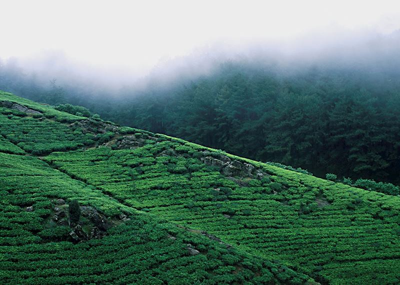 The Tea Country