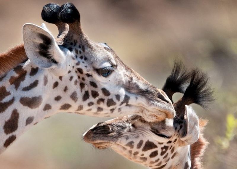 Giraffe mother and baby