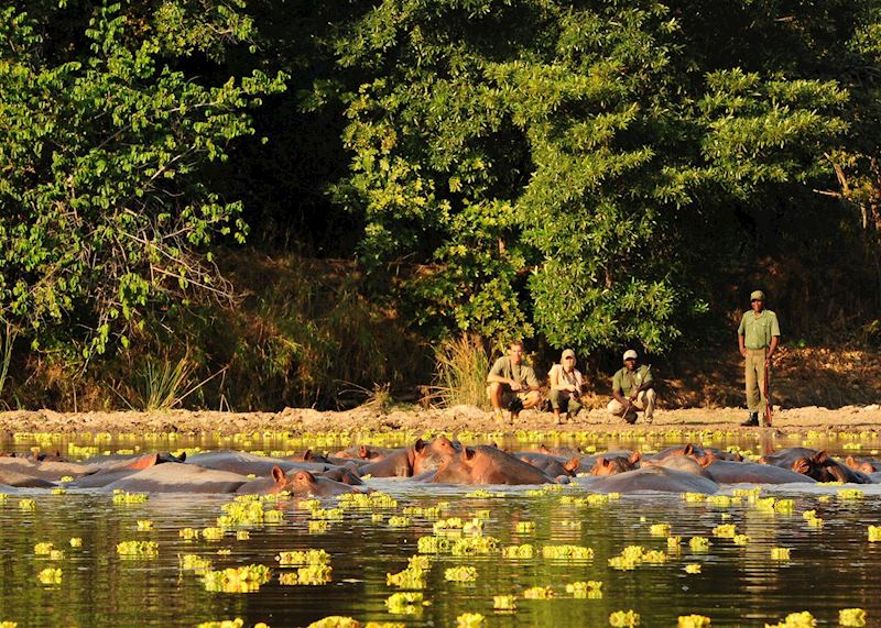Walking safari, Luwi Bushcamp, South Luangwa National Park