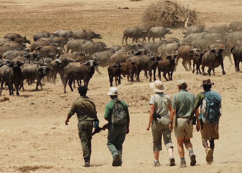 Walking Safari from Chikoko Bushcamp, South Luangwa National Park