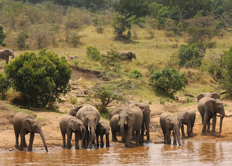 Elephant herd, Masai Mara