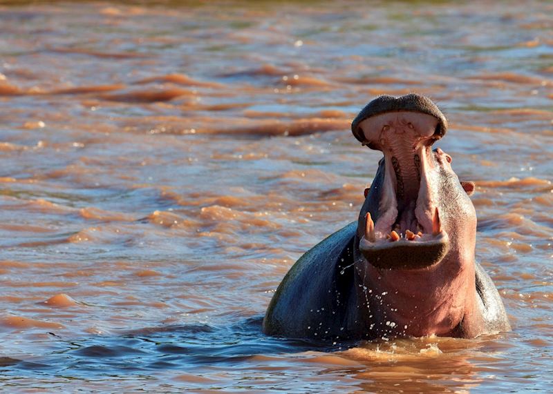 Hippo yawn, Masai Mara