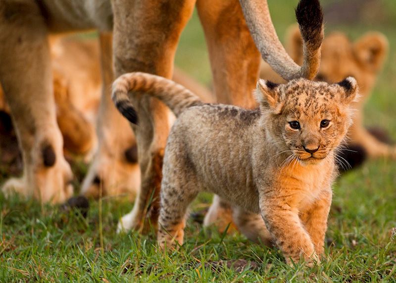 Lion cub, Masai Mara