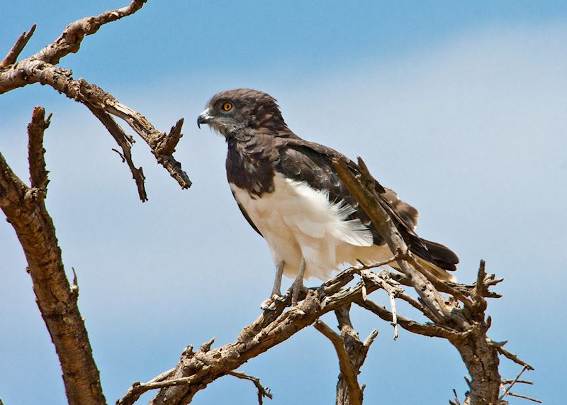 Martial eagle, Masai Mara