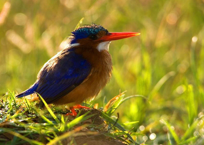 Malachite kingfisher, Masai Mara