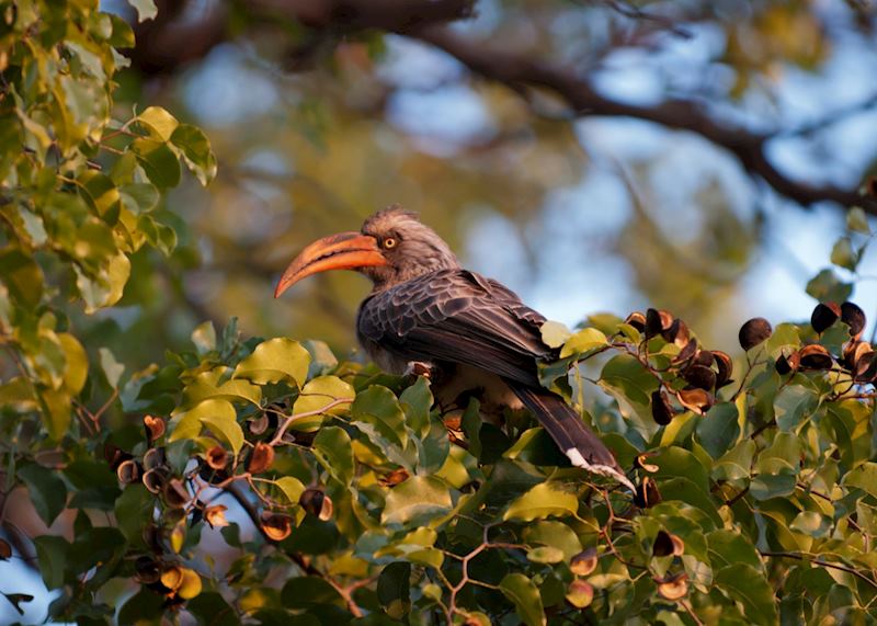 Red-billed hornbill, Caprivi © Chris Wildblood
