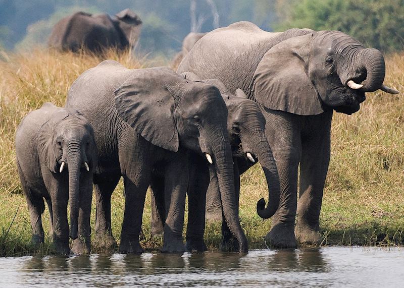 Elephants in Liwonde National Park