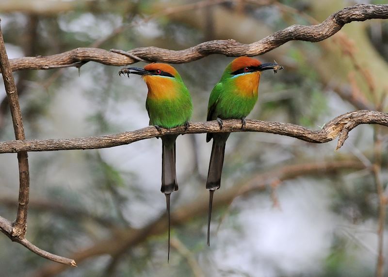 Bee eaters in Liwonde National Park